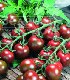 Насіння томатів Тігріно F1 / Tigrino F1,60-70 днів купити оптом і в роздріб в Україні за вигідною ціною