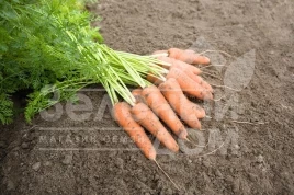 Семена моркови Карини / Carini,100 дней купить оптом и в розницу в Украине по выгодной цене