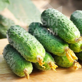 Насіння огірків Еліза F1 / Eliza F1 купити оптом і в роздріб в Україні за вигідною ціною