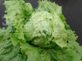 Насіння салату Камелот / Camelot, 80-90 днів купити оптом і в роздріб в Україні за вигідною ціною