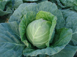 Насіння капусти білокачанної Діта / Dita,64-72 дні купити оптом і в роздріб в Україні за вигідною ціною