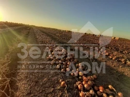 Лук репчатый Деподжу / Depocu купить оптом и в розницу в Украине по выгодной цене