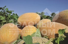 Семена дыни Амал F1 / Amal F1,65-70 дней купить оптом и в розницу в Украине по выгодной цене