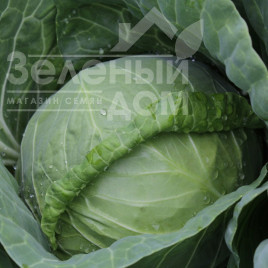 Насіння капусти білокачанної Канто F1 (КС 412) / Kanto F1(KS 412),48-52 дні купити оптом і в роздріб в Україні за вигідною ціною