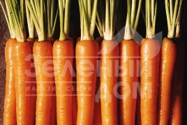 Семена моркови Нантес Стронг Топ / Nanthes Strong,110-115 дней купить оптом и в розницу в Украине по выгодной цене