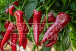 Семена сладкого перца Мерсиса F1 / Mersisa F1 купить оптом и в розницу в Украине по выгодной цене