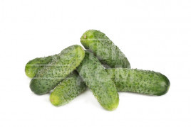 Насіння огірків Берліоз F1 / Berlioz F1 купити оптом і в роздріб в Україні за вигідною ціною