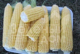 Семена кукурузы 1010 F1 / 1010 F1,72 дня купить оптом и в розницу в Украине по выгодной цене