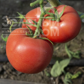 Насіння томатів Панамера F1 / Panamera F1,60-62 дні купити оптом і в роздріб в Україні за вигідною ціною