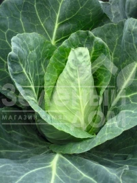 Семена капусты белокочанной Карафлекс F1 / Caraflex F1,76 дней купить оптом и в розницу в Украине по выгодной цене