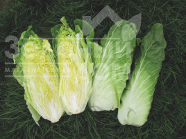 Насіння салату Весперо F1 / Vespero F1,80-90 днів купити оптом і в роздріб в Україні за вигідною ціною