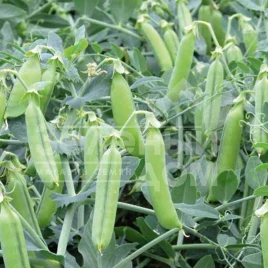 Семена гороха Эльдорадо / Eldorado  купить оптом и в розницу в Украине по выгодной цене