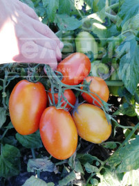 Насіння томатів Хантер F1 / Hanter F1 купити оптом і в роздріб в Україні за вигідною ціною