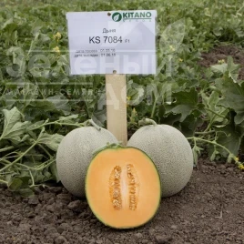 Насіння дині Севінта (КС 7084) F1 / Sevinta (KS 7084) F1,65-70 днів купити оптом і в роздріб в Україні за вигідною ціною
