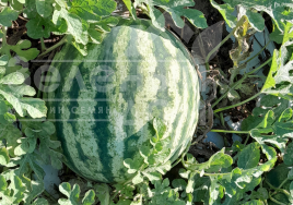 Насіння кавуна Флоріда F1 / Florida F1, 68-72 днів купити оптом і в роздріб в Україні за вигідною ціною