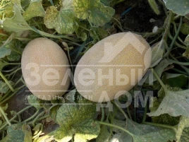 Семена дыни Дакаро F1 / Dakaro F1,50-55 дней купить оптом и в розницу в Украине по выгодной цене