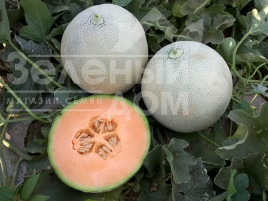 Насіння дині Капаз F1 / Kapaz F1 купити оптом і в роздріб в Україні за вигідною ціною