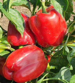 Насіння солодкого перцю Касандра F1 / Kasandra F1 купити оптом і в роздріб в Україні за вигідною ціною