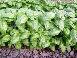 Семена базилика Долли / Dolli купить оптом и в розницу в Украине по выгодной цене