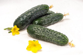 Насіння огірків Афсар F1 / Afsar F1,35-40 днів купити оптом і в роздріб в Україні за вигідною ціною