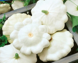 Насіння патисону Делікатес / Delikates купити оптом і в роздріб в Україні за вигідною ціною