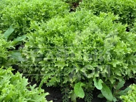 Семена салата Бенефайн / Benefine,60-70 дней купить оптом и в розницу в Украине по выгодной цене