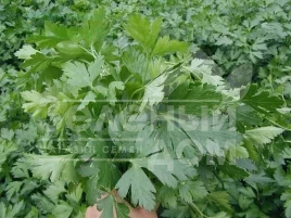 Семена петрушки Новас / Novas, 30-45 дней купить оптом и в розницу в Украине по выгодной цене