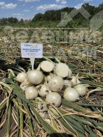 Цибуля ріпчаста Б'янка F1 / Bianca F1, 275-280 днів купити оптом і в роздріб в Україні за вигідною ціною