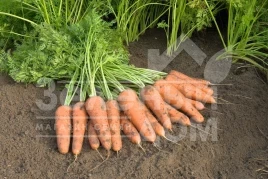 Семена моркови Купар F1 / Cupar F1,135 дней купить оптом и в розницу в Украине по выгодной цене