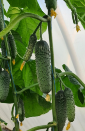 Насіння огірків КС 507 F1 / KS 507 F1 купити оптом і в роздріб в Україні за вигідною ціною