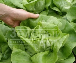Семена салата Цитрин / Citrin купить оптом и в розницу в Украине по выгодной цене