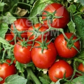 Семена томатов КС 390 F1 / KS 390 F1 купить оптом и в розницу в Украине по выгодной цене