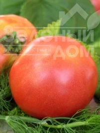 Семена томатов Банзай / Banzay купить оптом и в розницу в Украине по выгодной цене