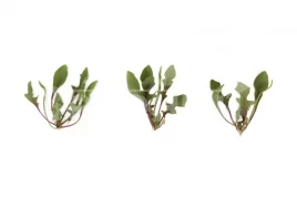 Семена шпината Ред Снепер F1 / Red Snapp F1 купить оптом и в розницу в Украине по выгодной цене