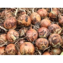 Лук репчатый Министер F1 / Minister F1,82-87 дней купить оптом и в розницу в Украине по выгодной цене