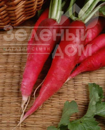 Насіння редьки Карміна / Karmina,40-45 днів купити оптом і в роздріб в Україні за вигідною ціною