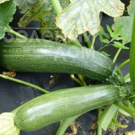 Насіння кабачків Джігонал / Dzhigonal купити оптом і в роздріб в Україні за вигідною ціною