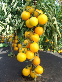 Насіння томатів Ромус / Romus купити оптом і в роздріб в Україні за вигідною ціною