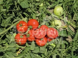 Семена томатов Терра Котта F1 / Terra Cotta F1,65-70 дней купить оптом и в розницу в Украине по выгодной цене