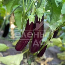Семена баклажана Дар F1 / Dar F1, 55-60 дней купить оптом и в розницу в Украине по выгодной цене