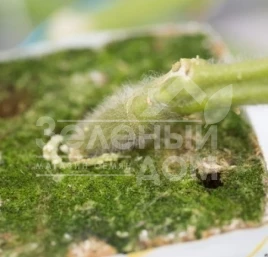 Семена подвоя Кайзер F1 / Kaiser F1 купить оптом и в розницу в Украине по выгодной цене