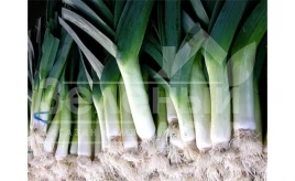 Лук порей Порбелла / Porbella,95-100 дней купить оптом и в розницу в Украине по выгодной цене