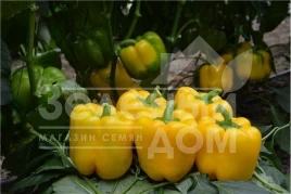 Семена сладкого перца Анталия F1 / Antalia F1,60-70 дней купить оптом и в розницу в Украине по выгодной цене