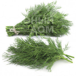 Насіння кропу Компакт / Compact купити оптом і в роздріб в Україні за вигідною ціною