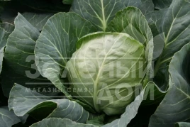 Семена капусты белокочанной Этма F1 / Jetma F1,45-50 дней купить оптом и в розницу в Украине по выгодной цене