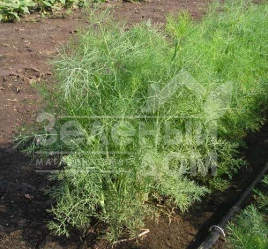 Семена укропа Дилл / Dill купить оптом и в розницу в Украине по выгодной цене