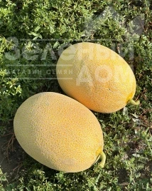 Насіння дині Селена (М 21) F1 / Selena (М 21) F1, 65-70 днів купити оптом і в роздріб в Україні за вигідною ціною
