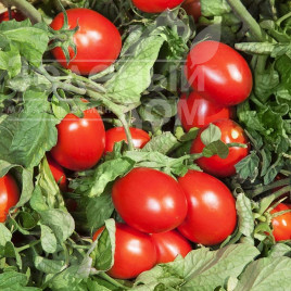 Насіння томатів КС 520 F1 / KS 520 F1 купити оптом і в роздріб в Україні за вигідною ціною