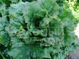 Семена салата Геркулес / Gerkules,65-75 дней купить оптом и в розницу в Украине по выгодной цене