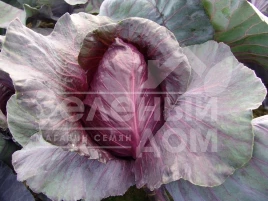 Семена капусты краснокочанной Калибос / Kalibos,105-110 дней купить оптом и в розницу в Украине по выгодной цене